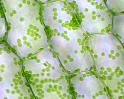 Пластиды могут быть разными: виды, структура, функции Какие пластиды содержат растительные клетки