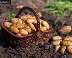 Рецепты и правила приготовления браги на картошке